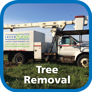 Tree Removal